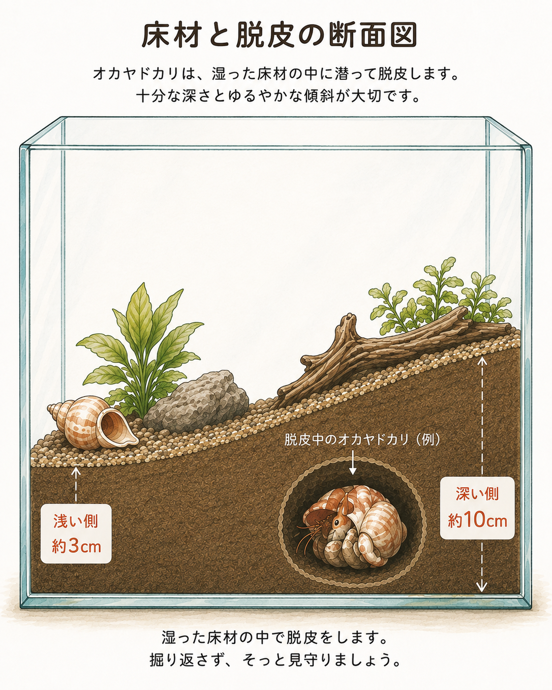 オカヤドカリの床材の浅い側と深い側を示した断面図