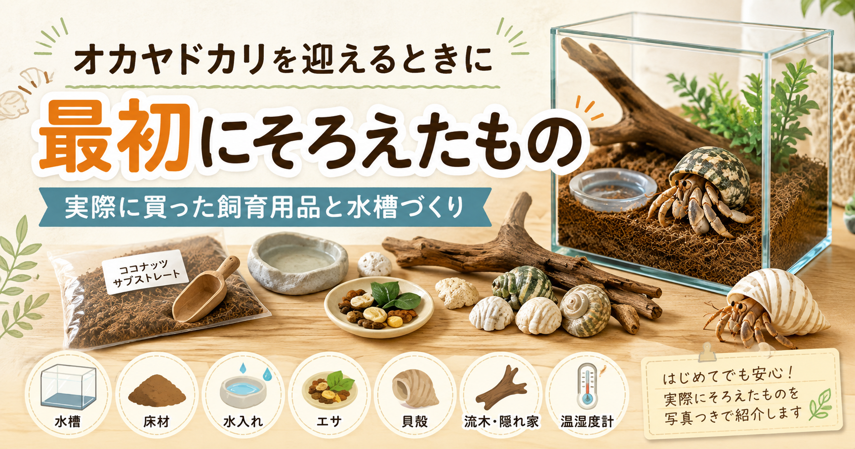 オカヤドカリの飼育に必要なもの｜実際にそろえた水槽・床材・餌・貝殻を紹介