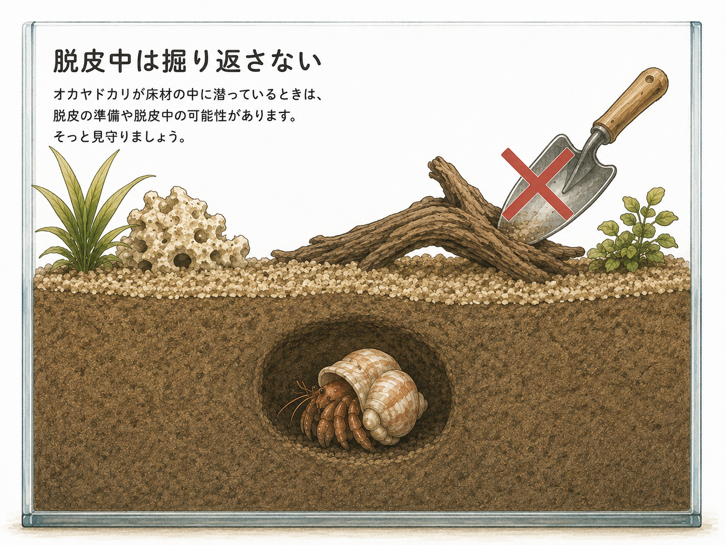 床材に潜ったオカヤドカリを掘り返さないことを示した図