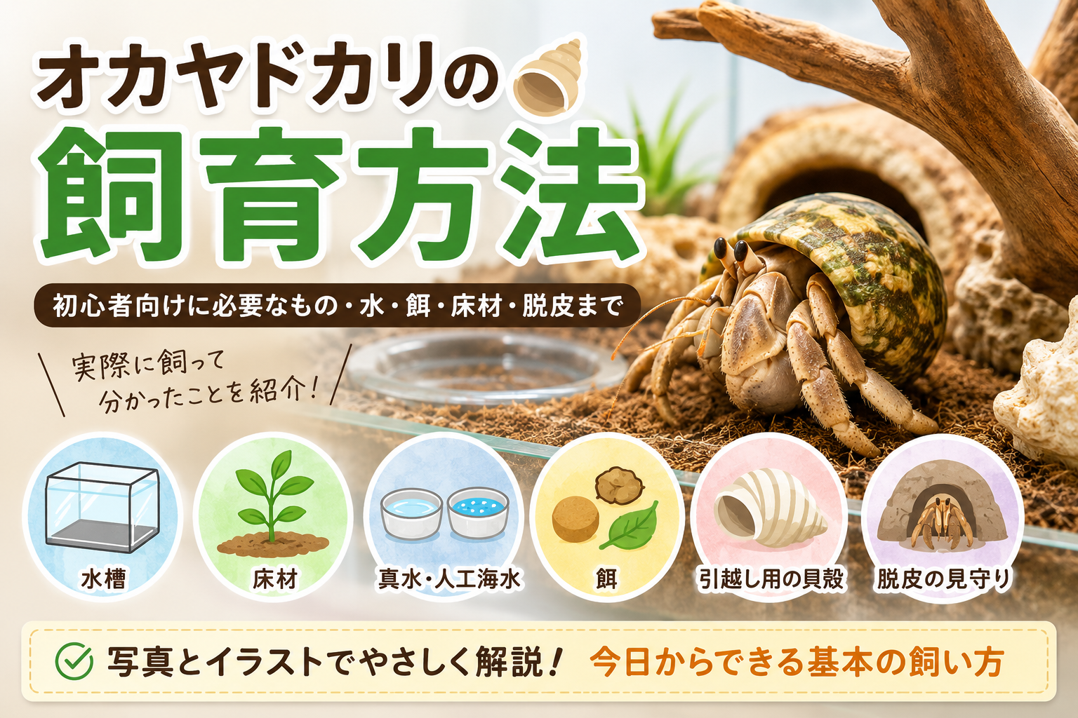 オカヤドカリの飼育方法｜初心者向けに必要なもの・水・餌・床材・脱皮まで