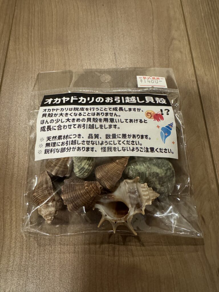 オカヤドカリ用に用意した引越し用の貝殻