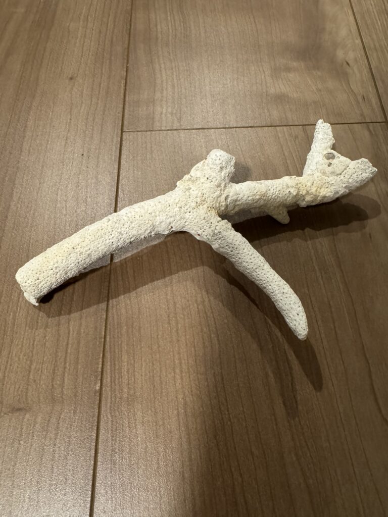 オカヤドカリ水槽のレイアウトに使ったサンゴ