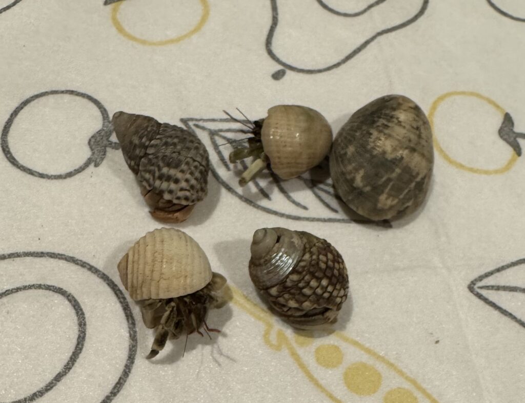 わが家に迎えた5匹の小さなオカヤドカリ