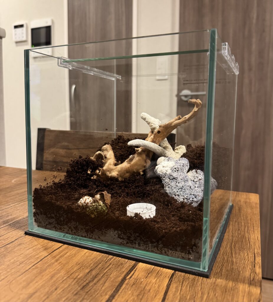 オカヤドカリを迎えたときに最初につくった飼育水槽