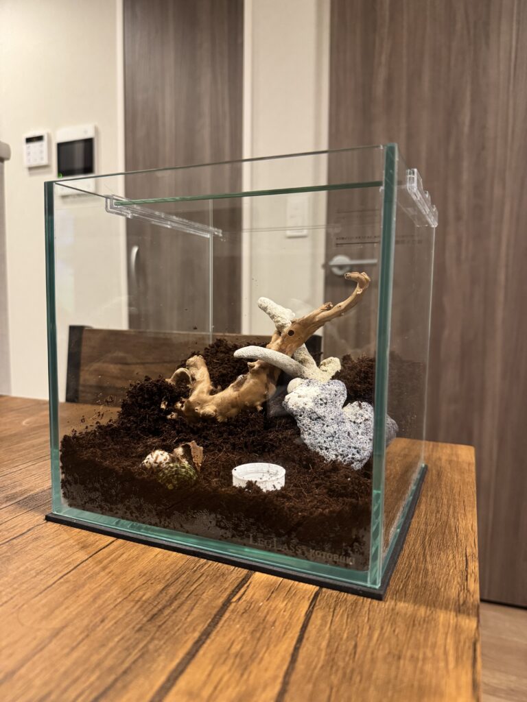 オカヤドカリを迎えた当初につくった最初の飼育水槽