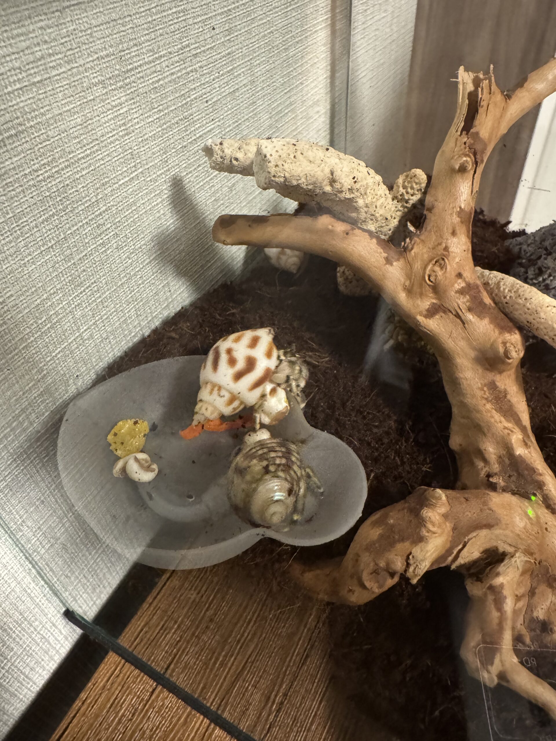 餌を食べるオカヤドカリ